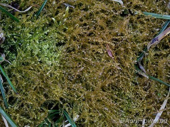Tangled thread moss